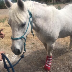 Elder Equines Horse Rescue Project